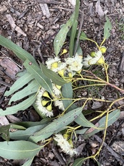 Eucalyptus leucoxylon connata