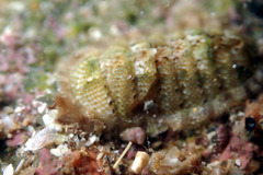 Ischnochiton thomasi