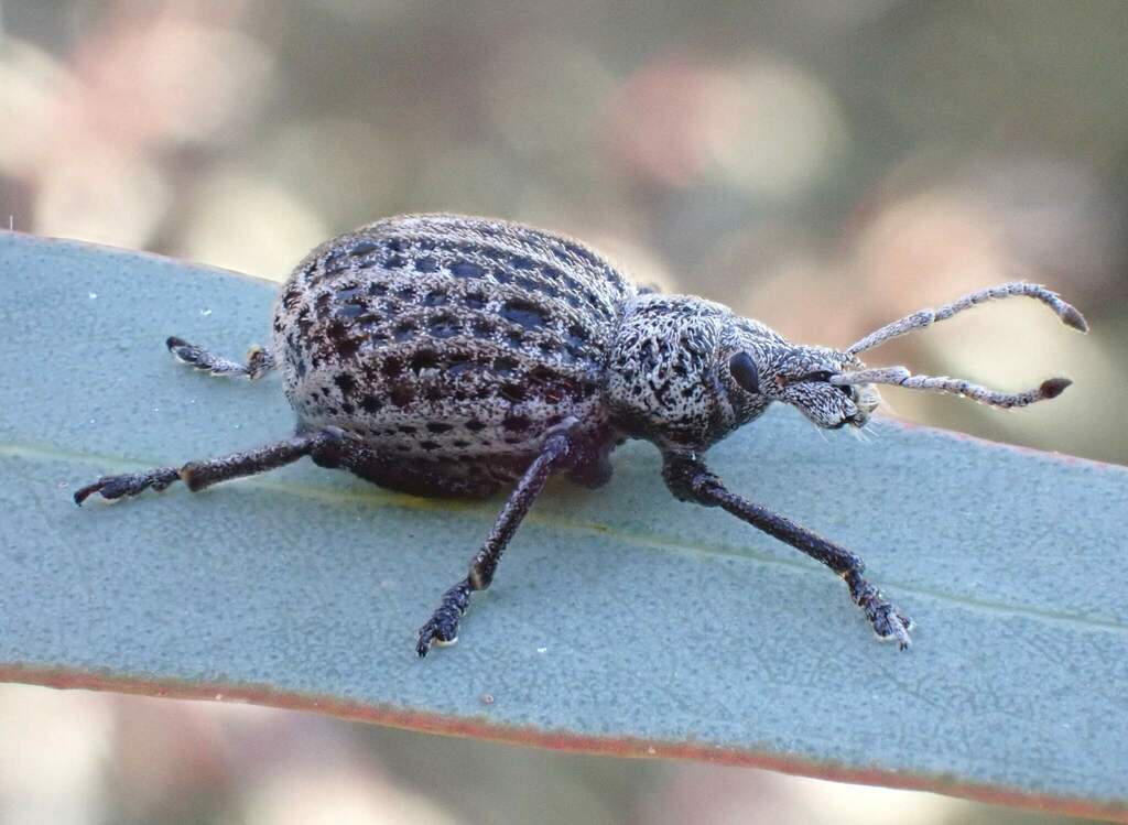 Leptopius nigropunctatus
