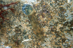 Echinoplana celerrima