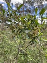 Dodonaea viscosa cuneata