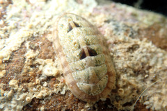 Ischnochiton thomasi