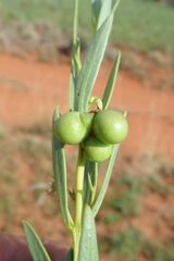 Rotheca hirsuta