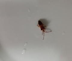 Gonocerus insidiator
