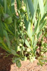 Rotheca hirsuta