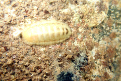 Ischnochiton
