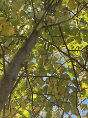 Scandosorbus intermedia