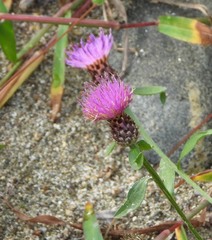 Centaurea nigrescens