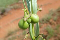Rotheca hirsuta