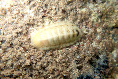Ischnochiton
