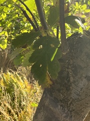 Scandosorbus intermedia