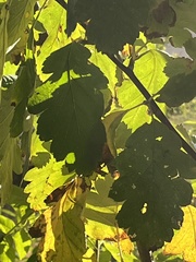 Scandosorbus intermedia