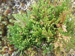 Selaginella