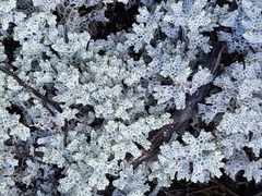 Pulchrocladia retipora