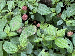 Lecanthus peduncularis