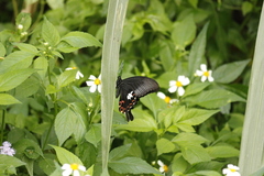 Papilio helenus