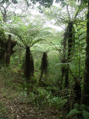 Cyatheaceae