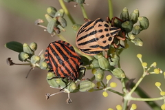 Graphosoma semipunctatum