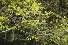 Spizixos semitorques