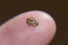 Aphidecta obliterata