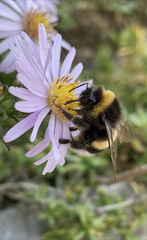Bombus