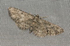 Eupithecia inturbata