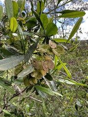 Dodonaea viscosa cuneata