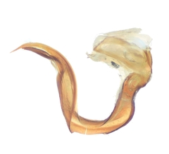 Plagiognathus marivanensis