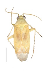 Plagiognathus marivanensis