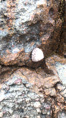 Bembicium nanum