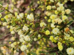 Acacia aspera