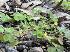 Oxalis laxa