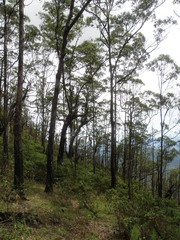 Eucalyptus urophylla