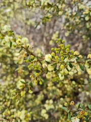 Acacia aspera
