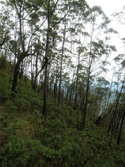 Eucalyptus urophylla