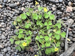 Oxalis laxa