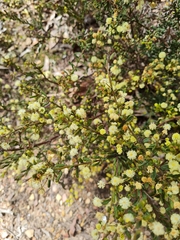 Acacia aspera