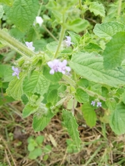 Mesosphaerum suaveolens