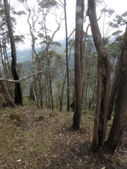 Eucalyptus urophylla