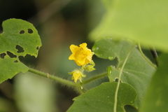 Thladiantha nudiflora