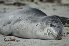 Hydrurga leptonyx