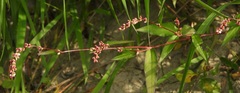 Persicaria minor