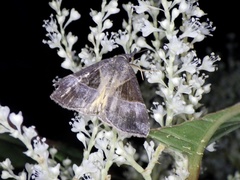 Hypena trigonalis