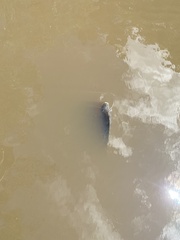 Oreochromis