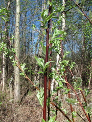 Salix caprea