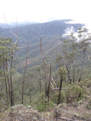 Eucalyptus urophylla