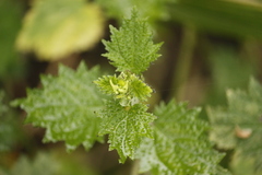 Urtica thunbergiana
