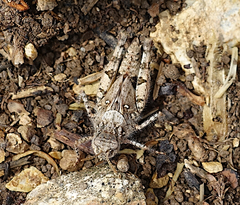 Acrotylus