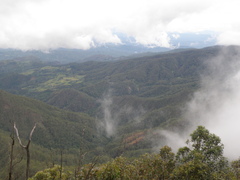 Eucalyptus urophylla