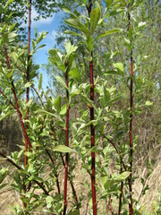 Salix caprea